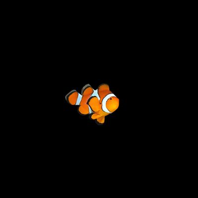 False Percula - Wild (Amphiprion Occelaris)