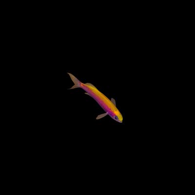 Whitley's Splitfin Anthias (Luzonichthys Whitleyi)
