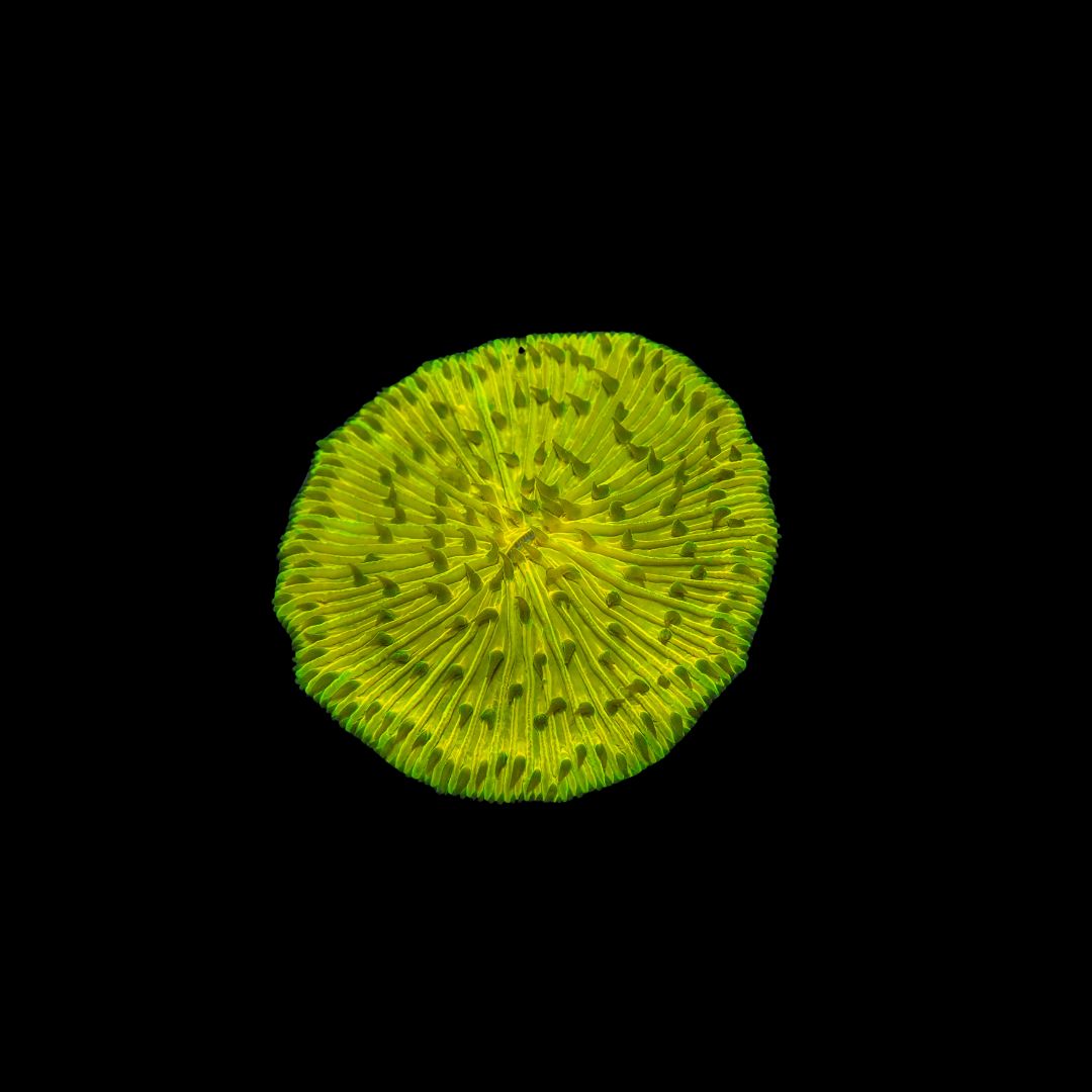 Ultra Gold Plate Coral (Fungia Spp.)