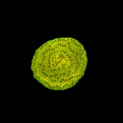Ultra Gold Plate Coral (Fungia Spp.)