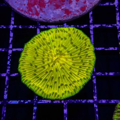 Ultra Gold Plate Coral (Fungia Spp.)