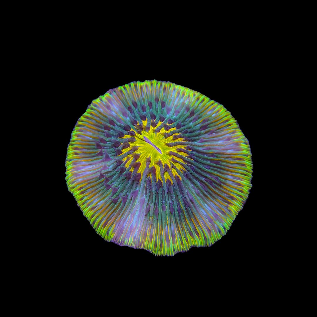 Psychedelic Plate Coral (Fungia Spp.)