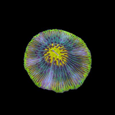 Psychedelic Plate Coral (Fungia Spp.)