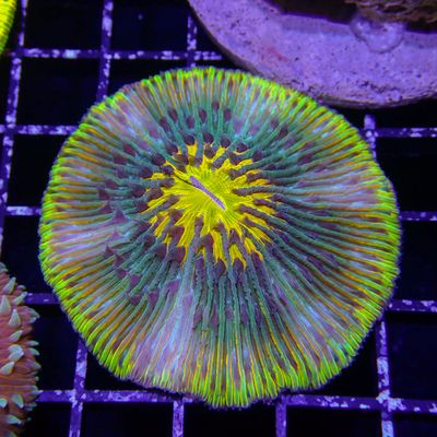 Psychedelic Plate Coral (Fungia Spp.)