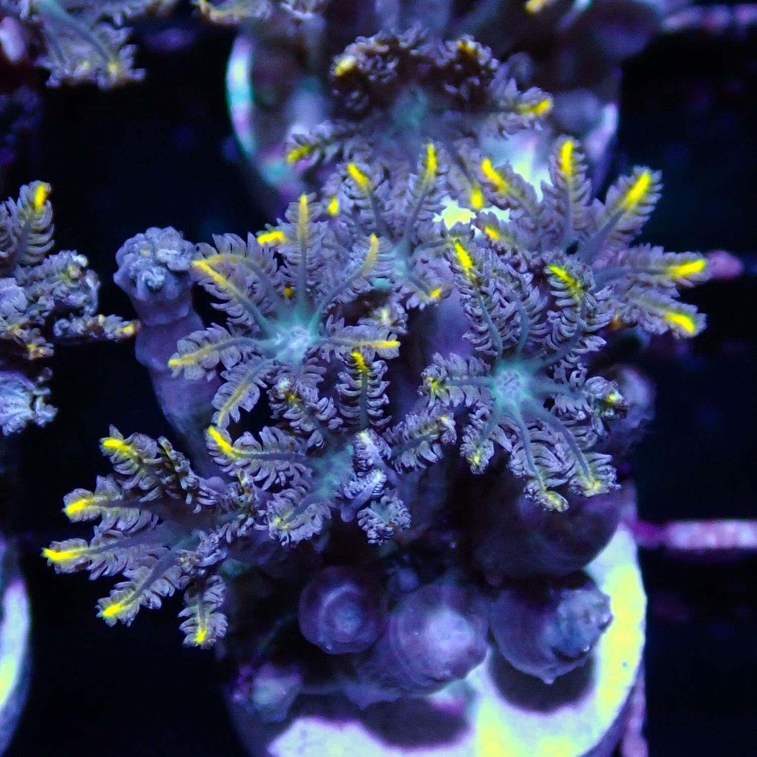 Yellow Clove Polyp - Frag (Clavularia Sp.)
