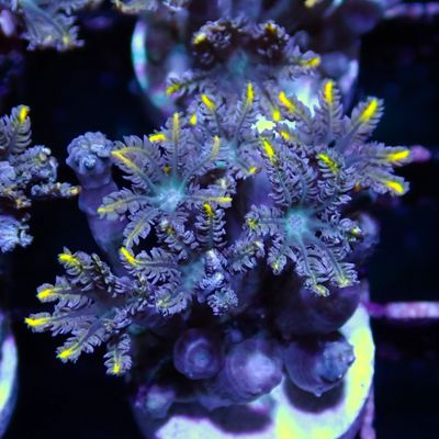 Yellow Clove Polyp - Frag (Clavularia Sp.)