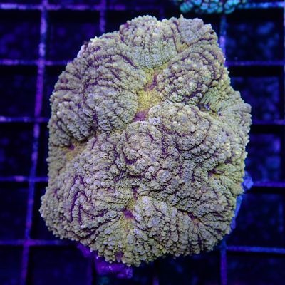 Rainbow Lobo Brain - 4 (Lobophyllia Sp.)