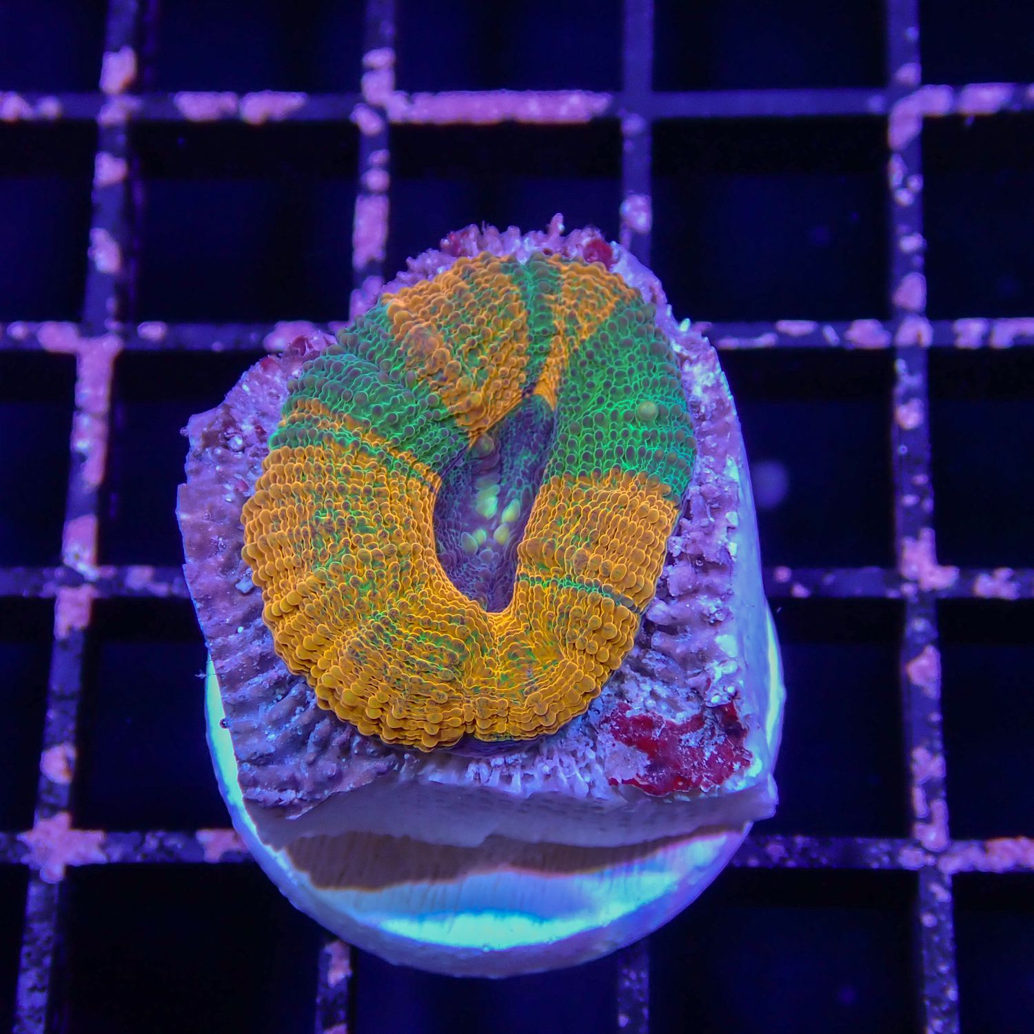 Indo Bowerbanki - Per Polyp (Acanthastrea Sp.)