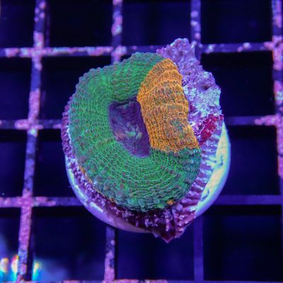 Indo Bowerbanki - Per Polyp (Acanthastrea Sp.)