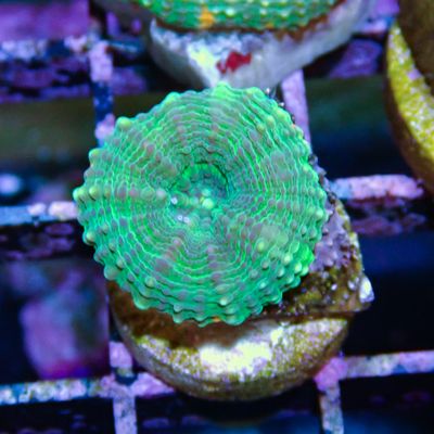 Indo Bowerbanki - Per Polyp (Acanthastrea Sp.)