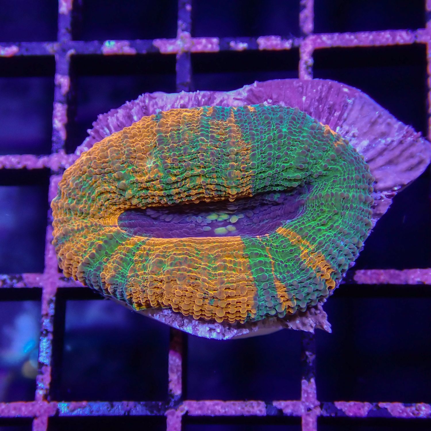 Indo Bowerbanki - Per Polyp (Acanthastrea Sp.), Colour: Multi Color