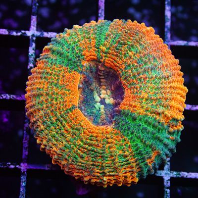 Indo Bowerbanki - Per Polyp (Acanthastrea Sp.)