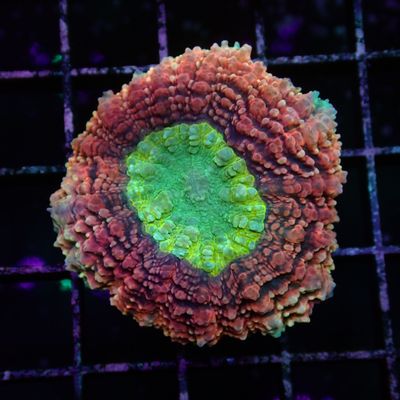 Rainbow Lobo Brain - 1 (Lobophyllia Sp.)