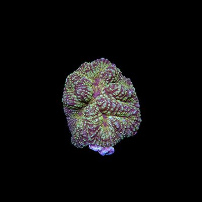 Rainbow Symphyllia - 3 (Symphyllia Sp.)