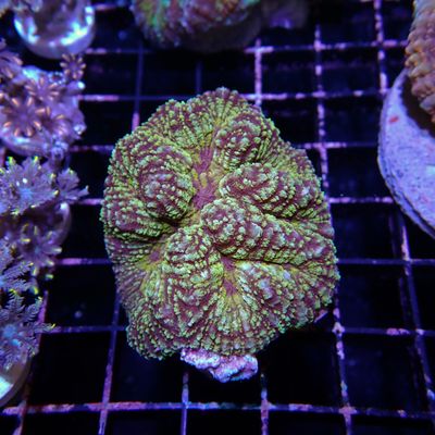 Rainbow Symphyllia - 3 (Symphyllia Sp.)