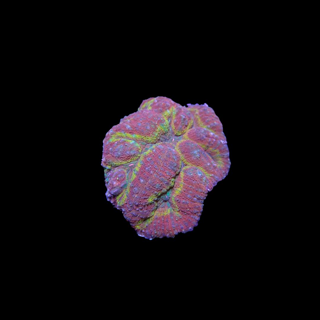 Rainbow Symphyllia - 5 (Symphyllia Sp.)