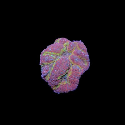Rainbow Symphyllia - 5 (Symphyllia Sp.)