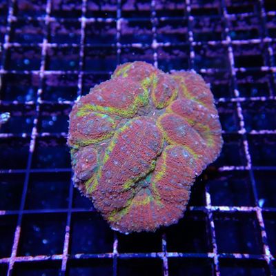 Rainbow Symphyllia - 5 (Symphyllia Sp.)
