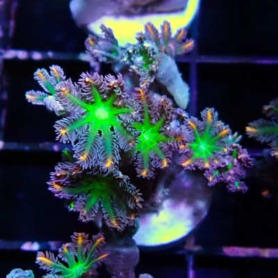 Fireworks Clove Polyp - Frag (Clavularia Sp.)