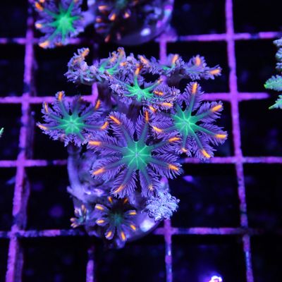 Fireworks Clove Polyp - Frag (Clavularia Sp.)