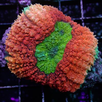 Rainbow Lobo Brain - 2 (Lobophyllia Sp.)