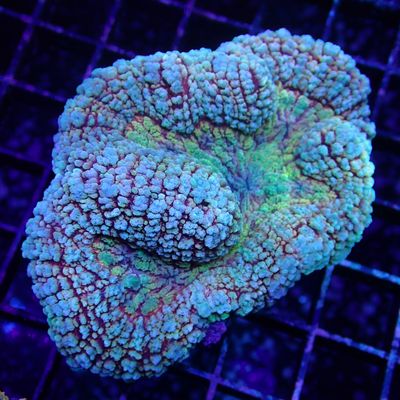 Rainbow Lobo Brain - 3 (Lobophyllia Sp.)