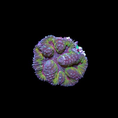 Rainbow Symphyllia - 2 (Symphyllia Sp.)
