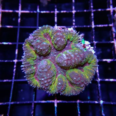 Rainbow Symphyllia - 2 (Symphyllia Sp.)