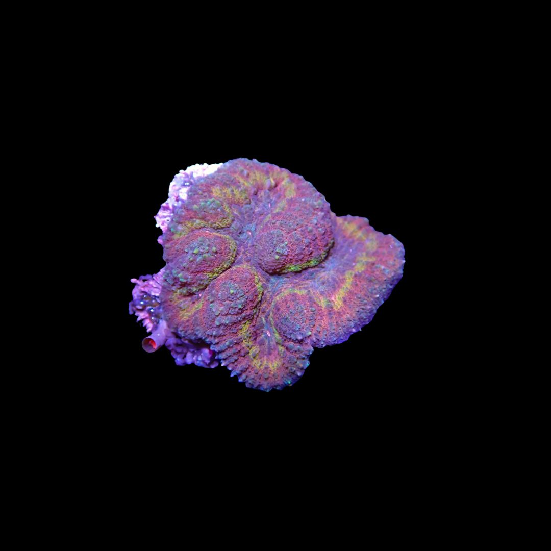 Rainbow Symphyllia - 6 (Symphyllia Sp.)