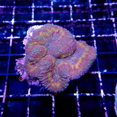 Rainbow Symphyllia - 6 (Symphyllia Sp.)