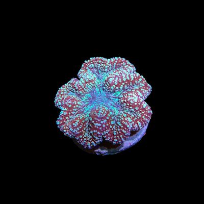 Rainbow Symphyllia - 7 (Symphyllia Sp.)