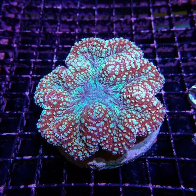 Rainbow Symphyllia - 7 (Symphyllia Sp.)