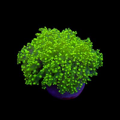Yaeyamensis - 3 (Euphyllia Yaeyamaensis)