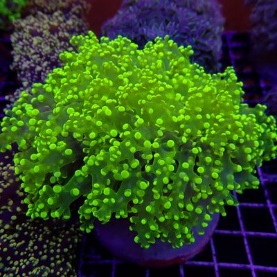 Yaeyamensis - 3 (Euphyllia Yaeyamaensis)