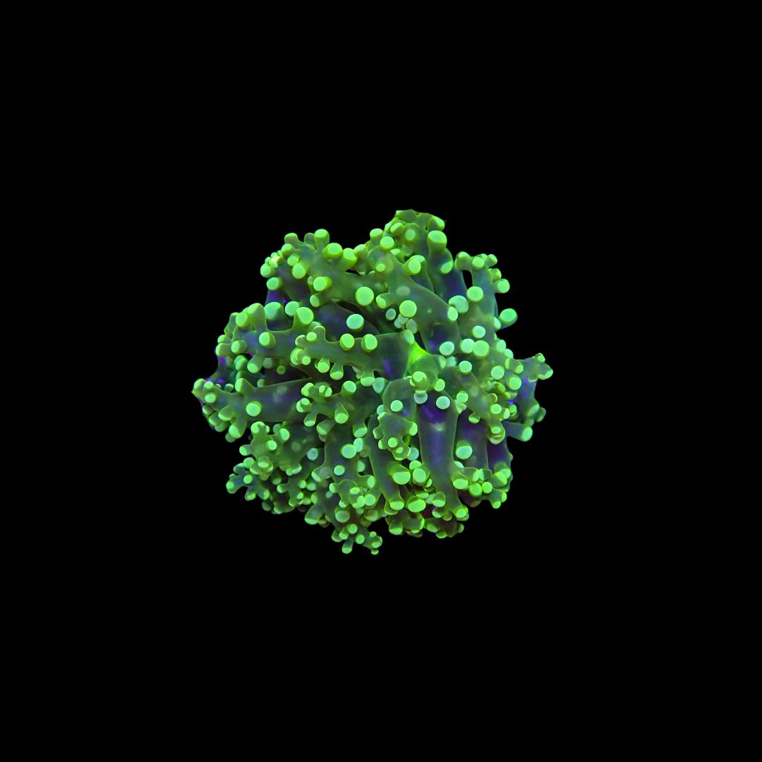 Highlight Frogspawn - 1-2 Head Frags (Euphyllia Divisa)