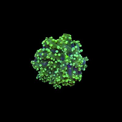 Highlight Frogspawn - 1-2 Head Frags (Euphyllia Divisa)