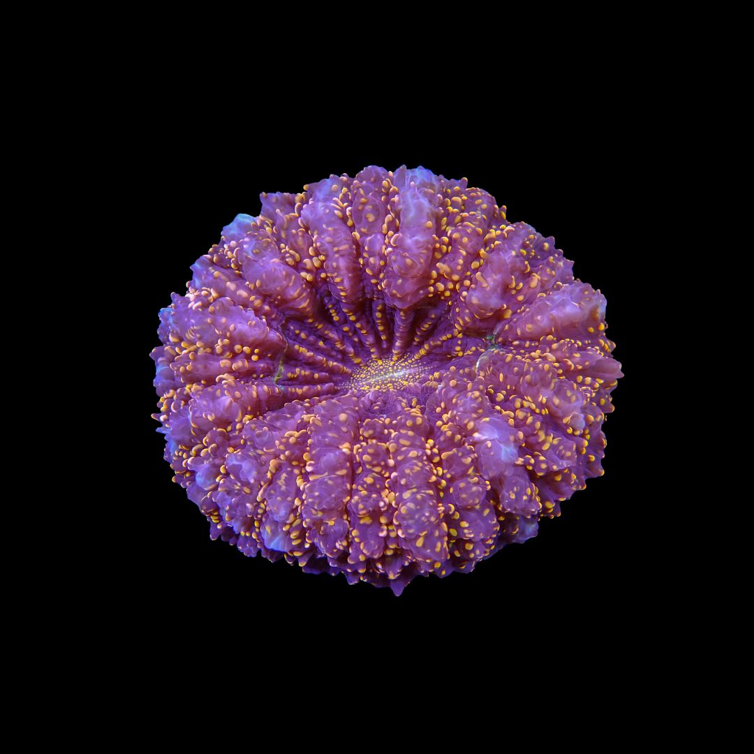 Acantho - 1 (Acanthophyllia Deshayesiana)