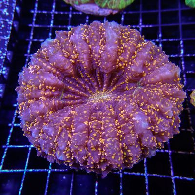 Acantho - 1 (Acanthophyllia Deshayesiana)