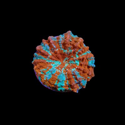 Acantho - 2 (Acanthophyllia Deshayesiana)