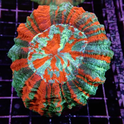 Acantho - 2 (Acanthophyllia Deshayesiana)