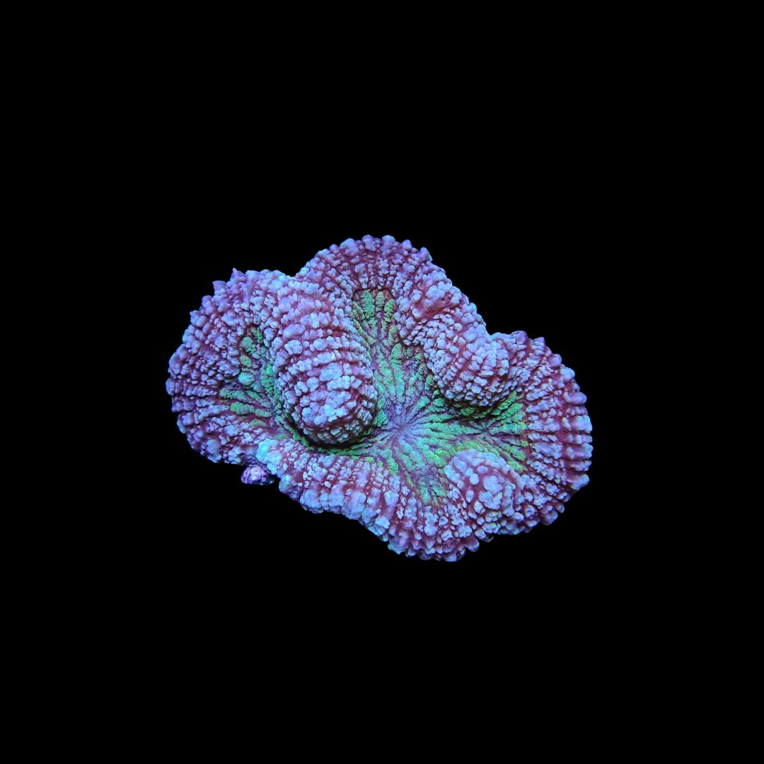Rainbow Symphyllia - 1 (Symphyllia Sp.)