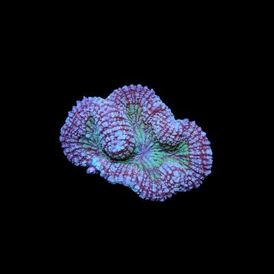 Rainbow Symphyllia - 1 (Symphyllia Sp.)