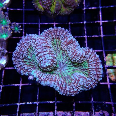 Rainbow Symphyllia - 1 (Symphyllia Sp.)