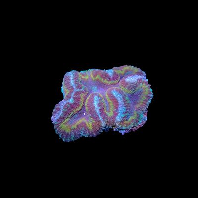 Rainbow Symphyllia - 4 (Symphyllia Sp.)
