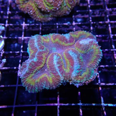 Rainbow Symphyllia - 4 (Symphyllia Sp.)