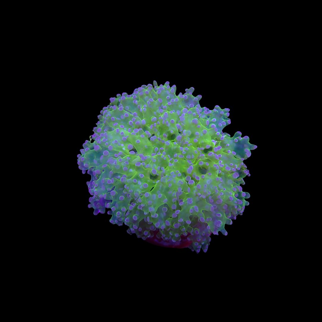 Yaeyamensis - 2 (Euphyllia Yaeyamaensis)