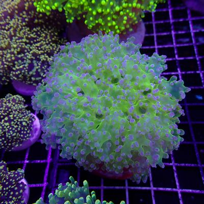 Yaeyamensis - 2 (Euphyllia Yaeyamaensis)
