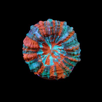 Acantho - 3 (Acanthophyllia Deshayesiana)