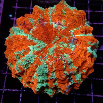 Acantho - 3 (Acanthophyllia Deshayesiana)