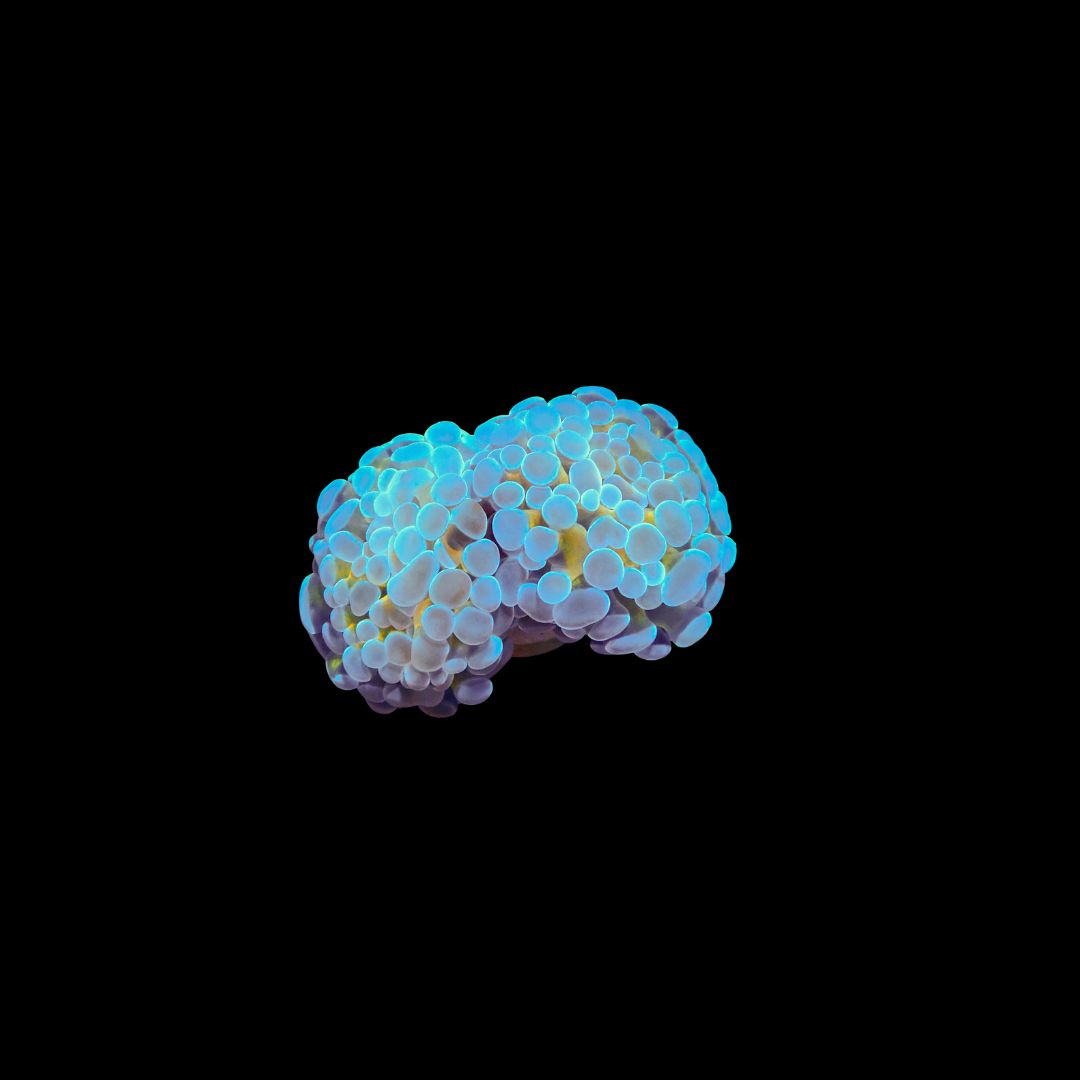 Blue Chameleon Frammer - 1-2 Head Frags (Fimbriaphyllia Sp.)